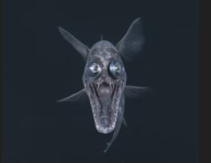 deep sea fish-1.png