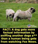 dogs ass.jpg