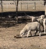 echina sheep.jpg