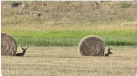 deer hay.jpg