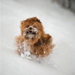 chewbaccas-baby-picture-Anchorage-Pet-Expo-FB-290x290.jpg