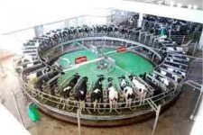 cows-lined-up-like-machines-for-milking-modern-milking-facilities-prisoners-modern-dairy-farmsou.jpg