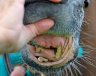 senior-horse-with-dental-problems.jpg