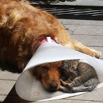 dog-cone-cat-sleeping-shade-friends-thumb.jpg