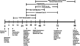 Fig-12-Timeline-of-apoptotic-events-noted-in-avian-hair-cells-following-systemic.png