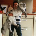 The-biggest-domesticated-cat-in-the-world-1.jpg