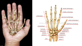 hand 2 million years old.png