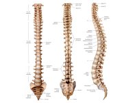 1440063932_anatomy-human-anatomy-human-body-spine-back-bones.jpg