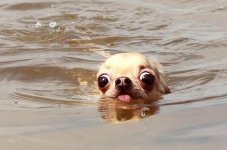 a_baa-Funny-dog-face-in-water.jpg
