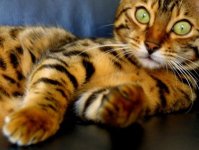 cute-tiger-cat-400x302.jpg