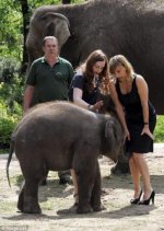 Elephant%u00252527s%u00252Btrunk%u00252Bfeels%u00252Bup%u00252Bwoman%u00252527s%u00252Bskirt.jpg