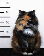 funny-dog-picture-1-cat-police-mug-shot.jpg