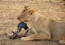 lion-stealing-camera-9.jpg