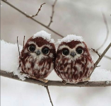 babyowls.png