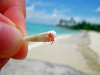 tiny-cute-crab.jpg