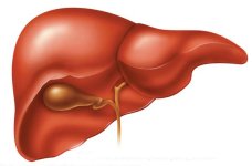 Liver-2.jpg