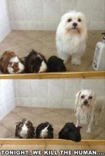 funny-dogs-taking-showers.jpg