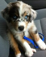 australian-shepherd-puppies-with-blue-eyes-wallpaper-1.jpg