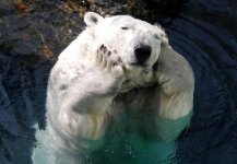 Polar-bear-wtf-4.jpg