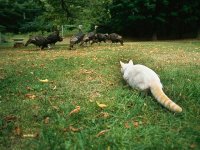 housecat-maine-stalking-turkey_63741_600x450.jpg