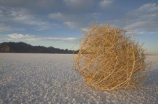 tumbleweed.jpg