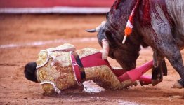 bullfighter22s-4-web.jpg