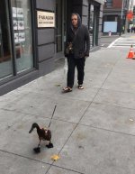 man-walking-a-pet-duck.jpg