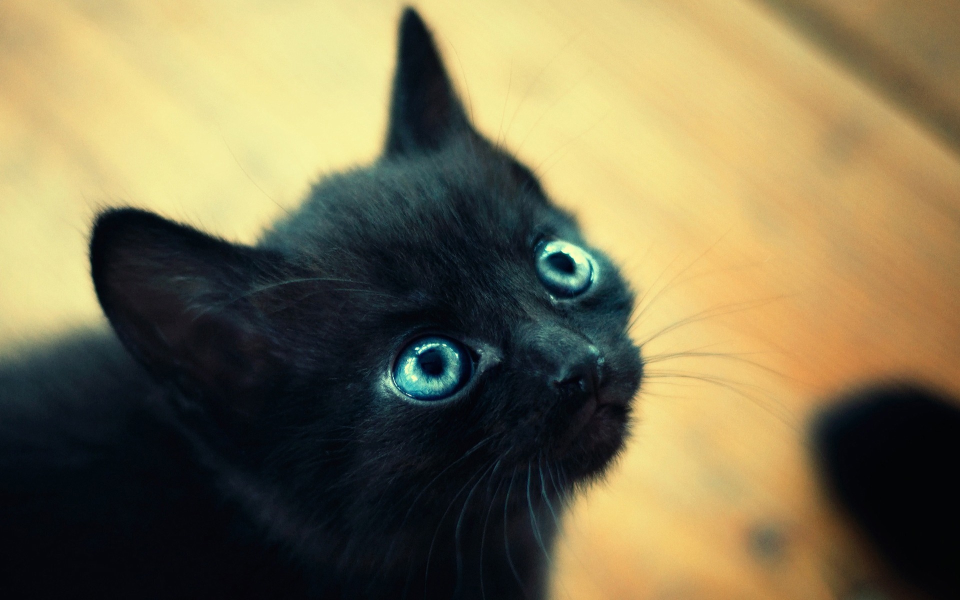Animals___Cats_Black_kitten_Ojos_azules_092312_.jpg