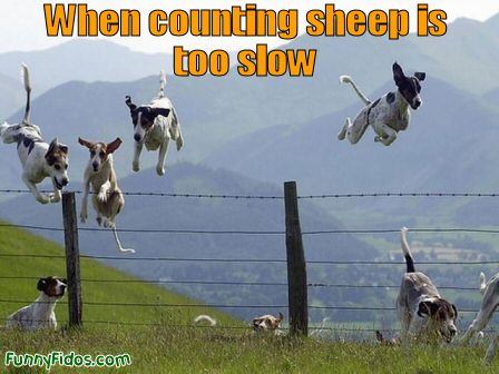 funny-dog-counting-sheep.jpg