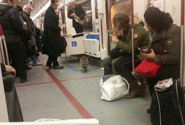 Raccoon-boards-Toronto-subway-during-morning-rush.jpg