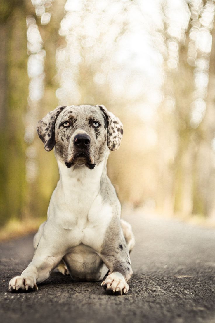 619edf72c12755e851a778e9119fee03--american-dog-dog-apparel.jpg