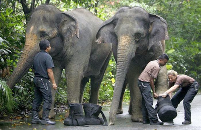 elephants+in+boots.jpg