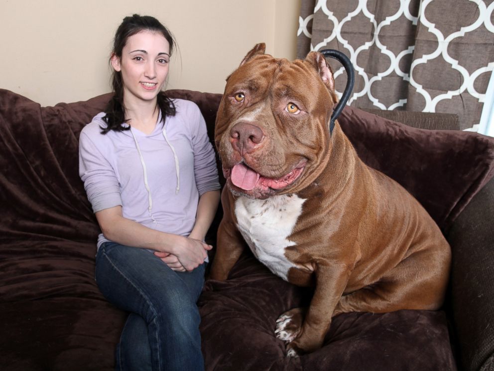 ld_giant_pit_bull_kb_150303_4x3_992.jpg