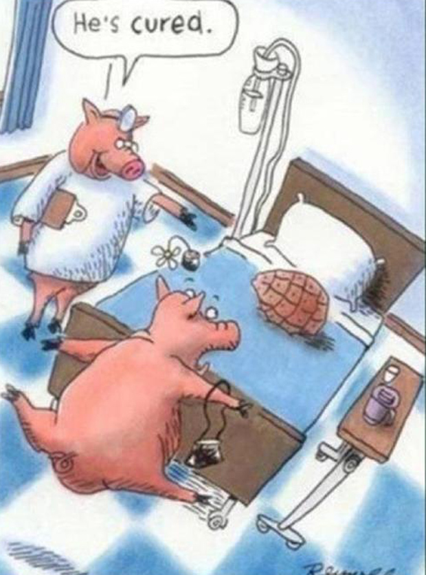 funny-pigs.jpg