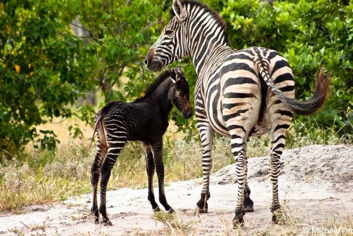 newborn+zebra+in+the+north-western+area+of+the+Okavango+Delta..jpg
