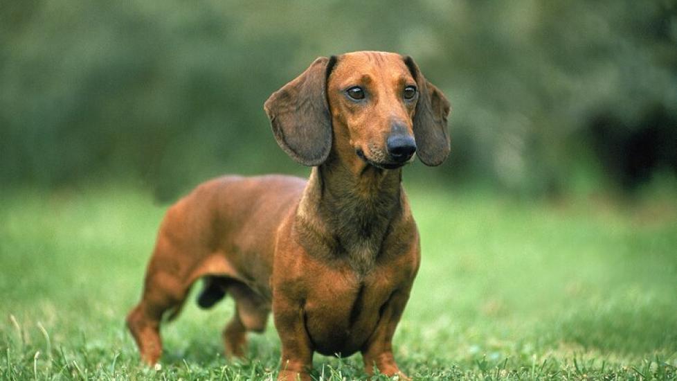 Dachshund.jpeg