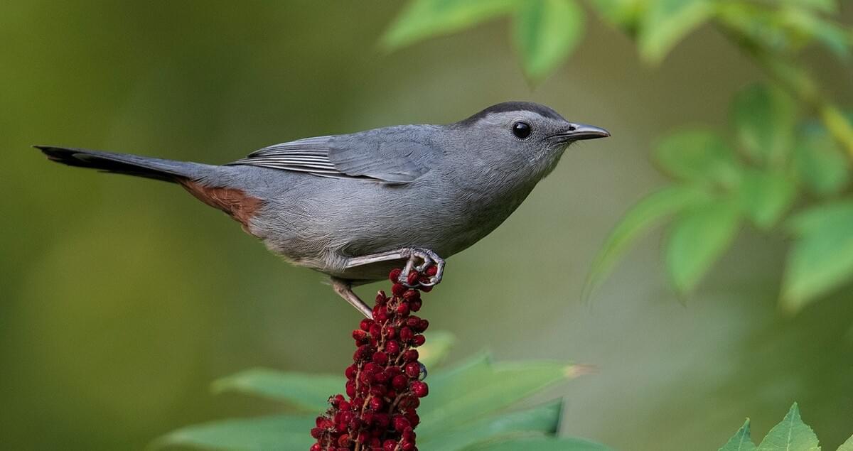 www.allaboutbirds.org