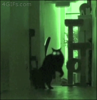LBvIHZk.gif