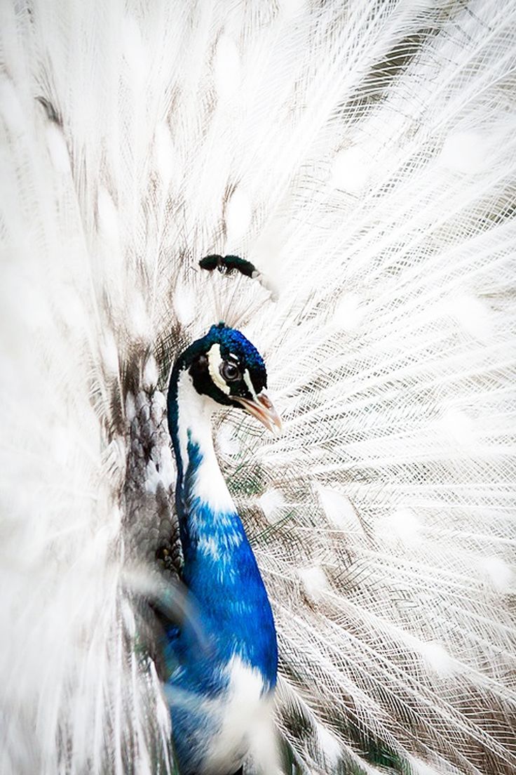 2afd276dbdfab061d2069cc394fae5c0--albino-peacock-peacock-art.jpg