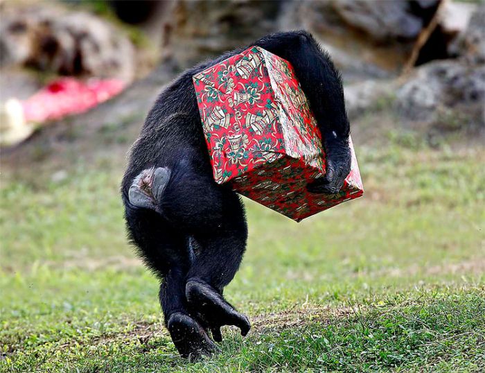 christmas_with_the_chimps_06.jpg