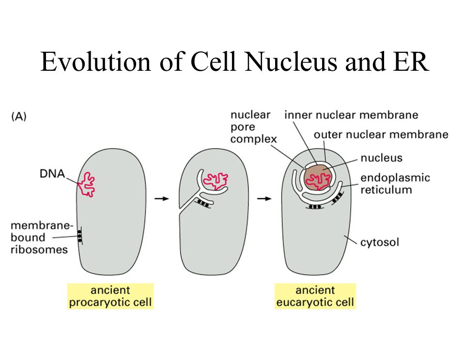Evolution+of+Cell+Nucleus+and+ER.jpg