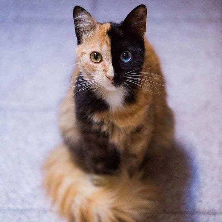 chimera-cat-quimera-6.jpg