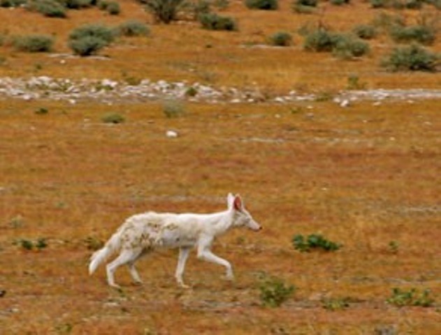 albino-black-backed-jackal.jpg