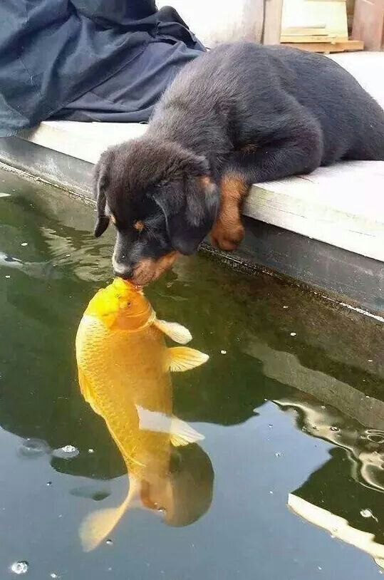 cute-dog-fish-love.jpg