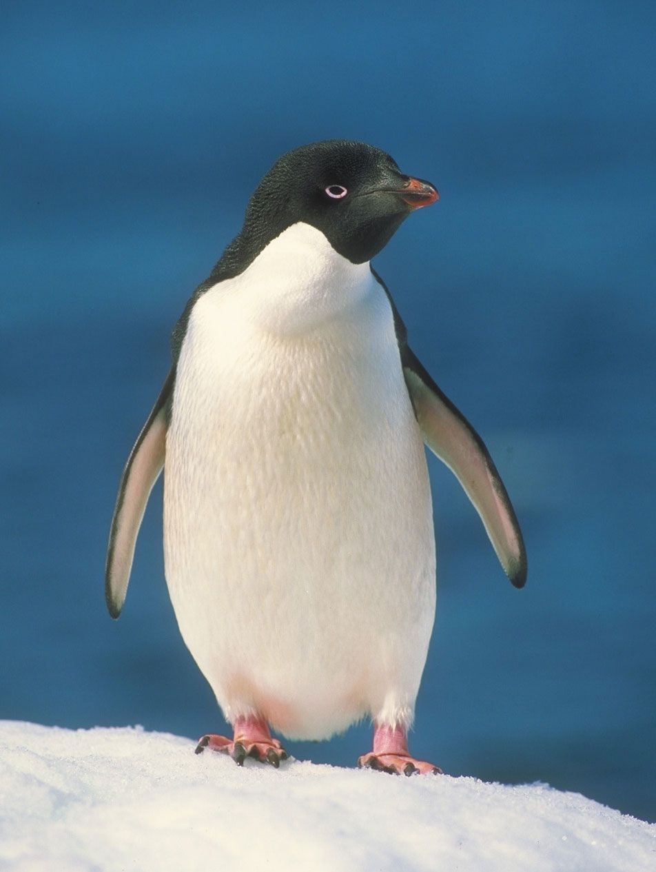 Adelie-penguin.jpg