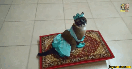 gif-cat-carpet-vacuum-cleaner-1630490.gif