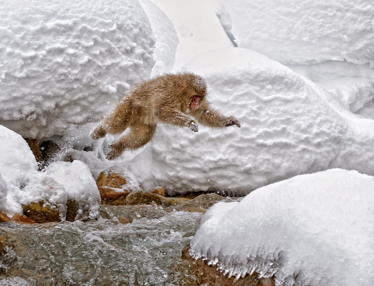 Snow+monkey+leaps+into+hell.jpg