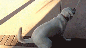 dog-flail-tumblr-size.gif
