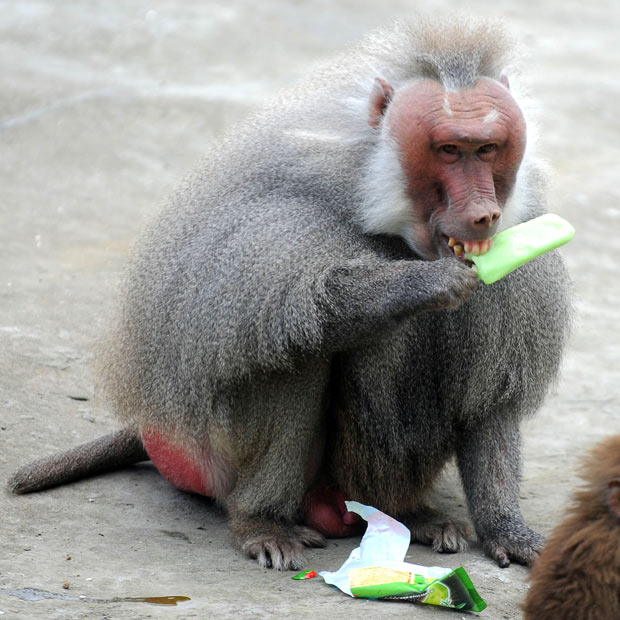 baboon-lolly_1671289i.jpg