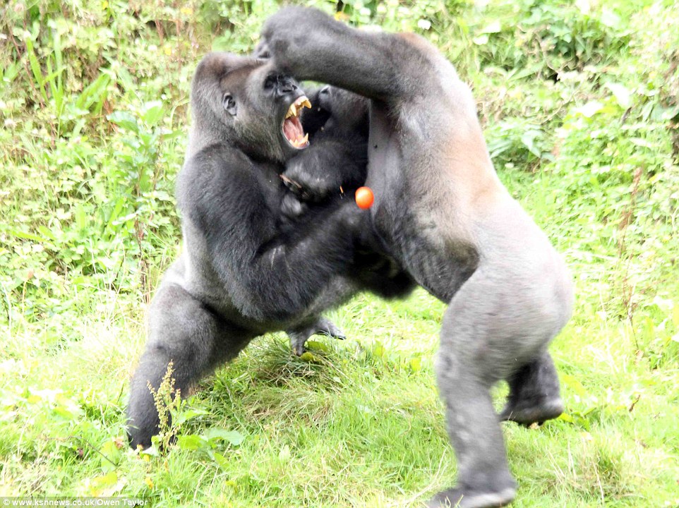 1412328855772_wps_10_Gorillas_fight_over_a_tom.jpg